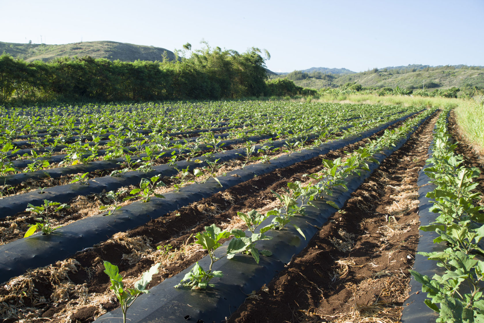 Vegetables grow on farmland managed by Turtle Bay, Thursday, August 20, 2015 in Kahuku, Hawaii.  The Trust for Public Land is working with the North Shore Community Land Trust (NSCLT) to permanently dedicate the land to agricultural uses, removing the constant threat of it falling prey to development as part of the popular North Shore area.  (Photo by Marco Garcia for The Trust for Public Land)